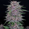 Banana Purple Punch Auto